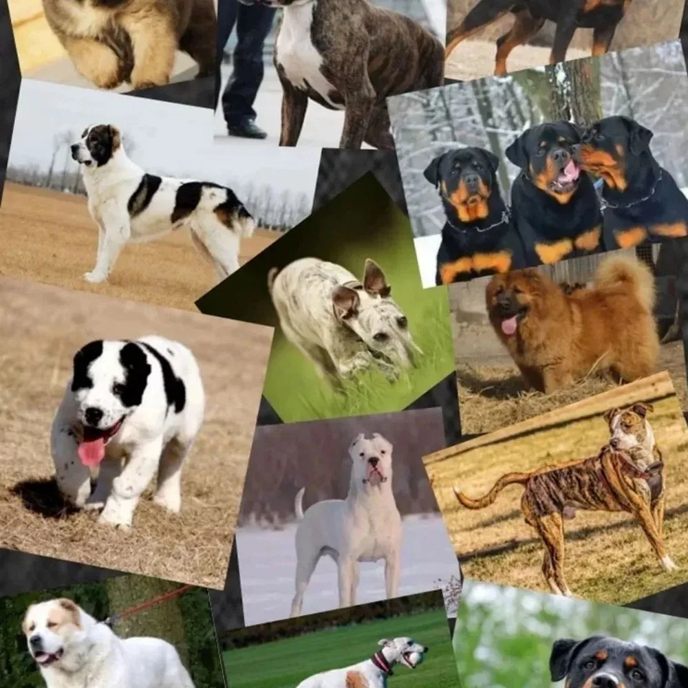 1kg Bulldog Professional Muscle Builder Whey Protein Powder Puppies Adults Bully-pitbull Increase Endurance Pet Dog Nutrition