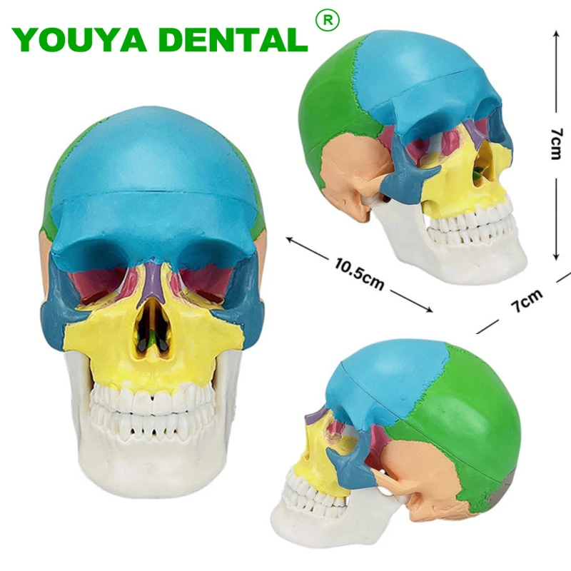 

Mini Colorful Skull Anatomical Model Anatomy Teaching Skeleton Head Medical Demonstration Model Dentistry Laboratory Supplies