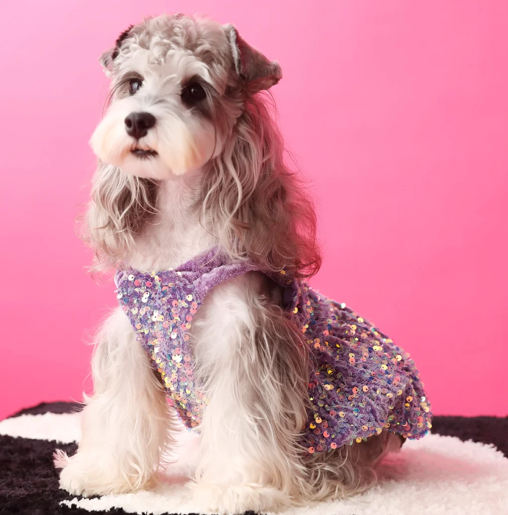 

Luxury Soft Velvet Blingbling Puppy Gilr Dresses, Small Dogs York, Christmas, Birthday Party Coats, Kleider