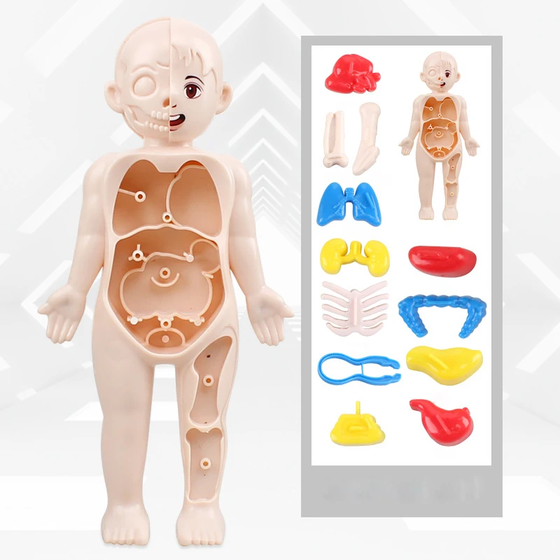 Menschlicher Körper mit abnehmbaren Organe Lernspielzeug für Kinder 