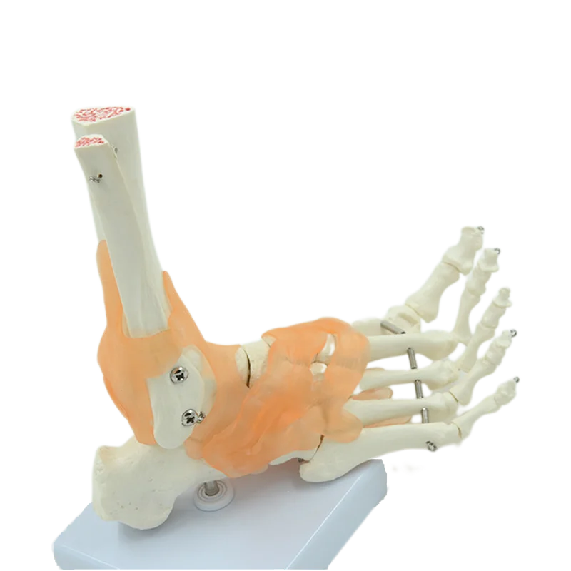 Human Joint Model Foot Include Ligaments Medical Science Life Size Ankle Anatomically Teaching Resource