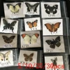 Natural Real Beautiful Butterfly Specimens for Hobbies DIY Photo Frame or Home Wall sticker DIY ect 1
