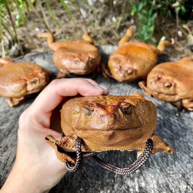 Frog Coin Bag - Temu Philippines