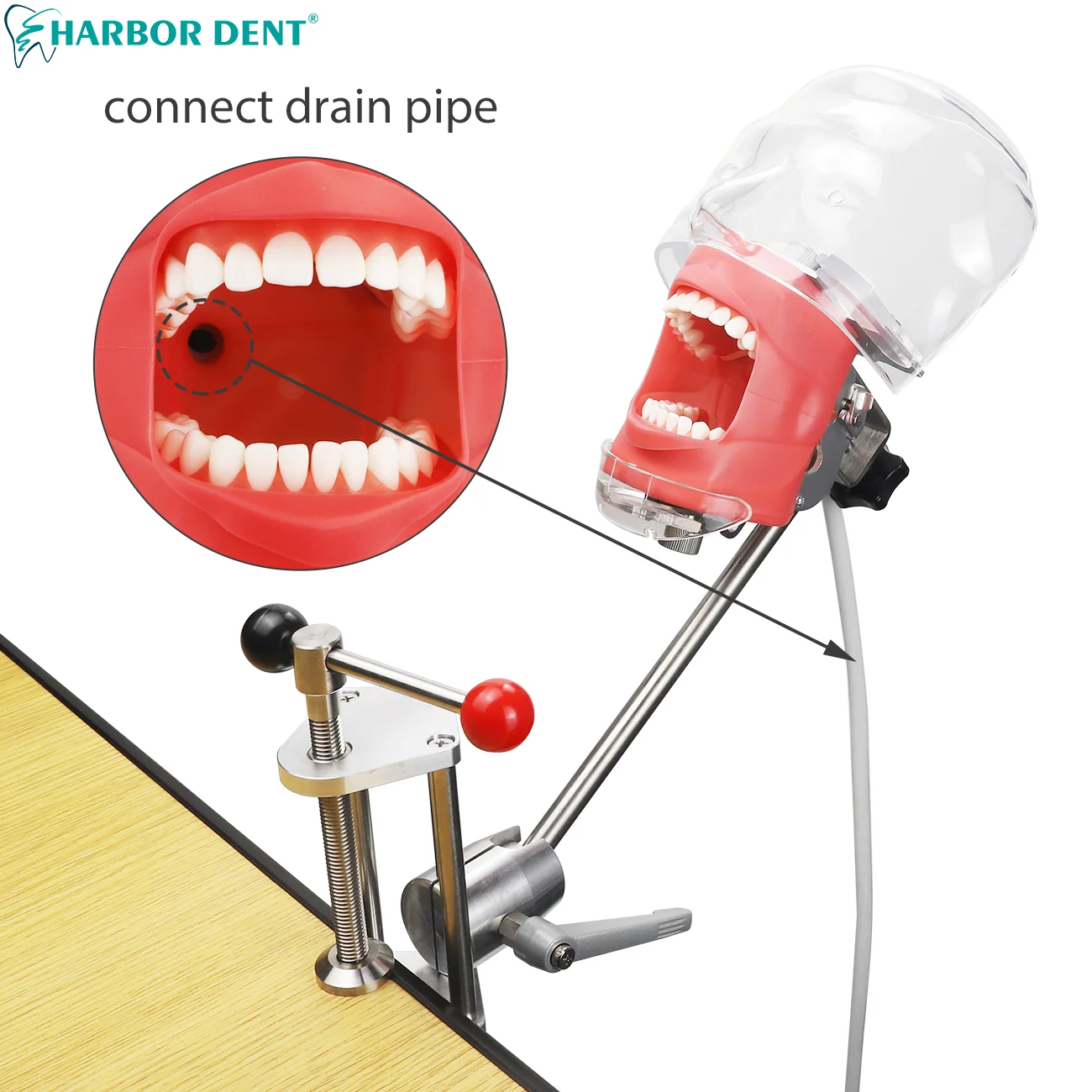 حزام كرسي الأسنان/مشبك نوع الطاولة نموذج رأس محاكا...