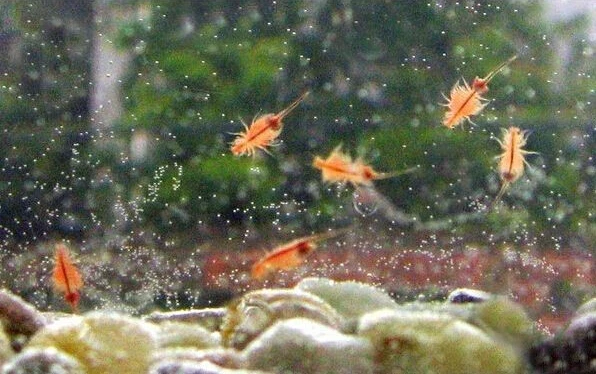 15mm Length Eggs Of Sea Monkey Monkeys Fairy Brine Shrimp Grow Artemia Salina Crayfish Prawns NOT Triops Egg Toy Hatching Toys