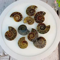 Natural Crystal Slice Mineral Specimen Gemstone Healing Quartz Rare Home Decoration Gifts Fengshui Ammonite Slice Collection 1