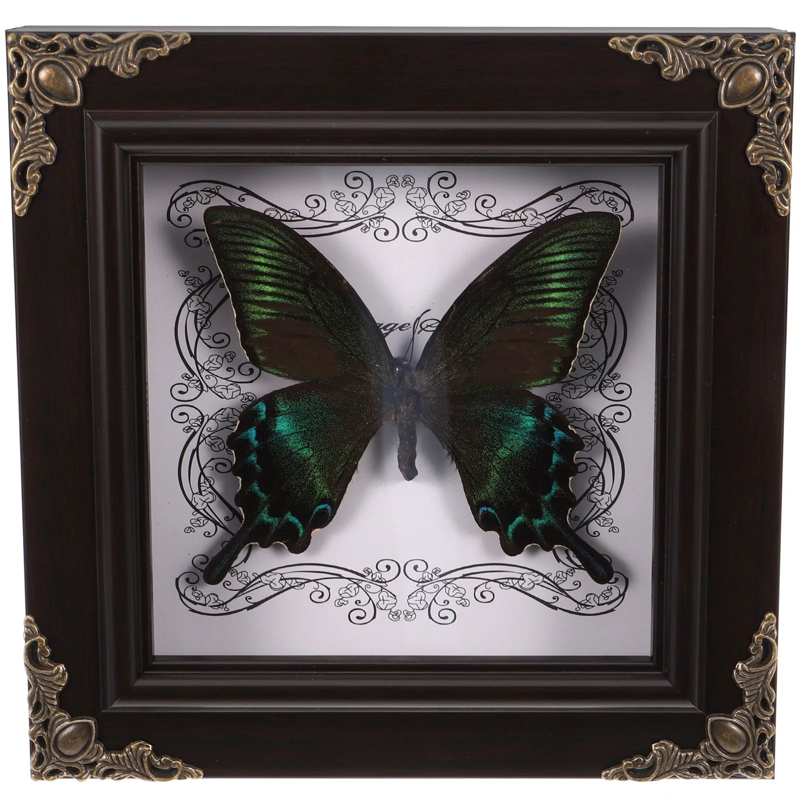 

Butterfly Specimen Decoration With Display Box Desktop Vintage Butterfly Specimen Home Decor