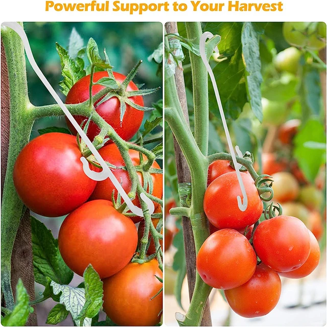 50 db Növény Támogatja A Kerti Paradicsom Zöldségszőlő Függőleges Klip Újrafelhasználható Kertészeti Készletek Oltó Rögzítőszerszámokhoz - Image 5