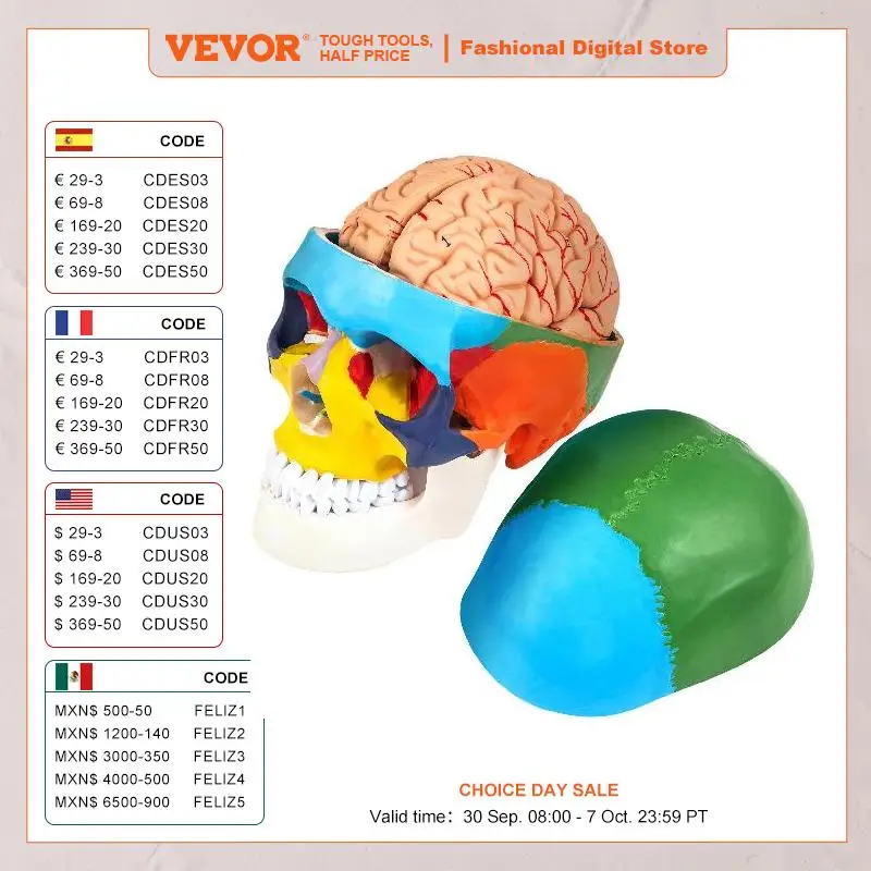 Life Size Detachable Human Skull Anatomy Model