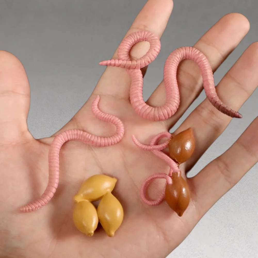 Diverse Animal Life Stages Set From Egg to Adult Realistic Insect Replicas Educational Collection For Classrooms