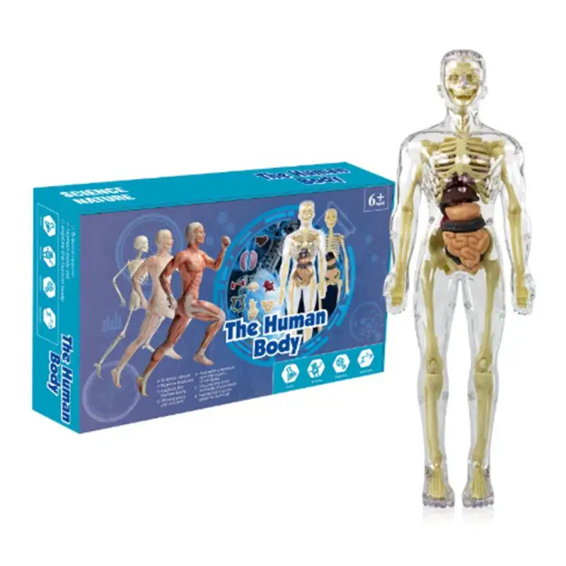 Toys-Interactive-Human-Body-Torso-Anatomy-Figure-Posable-Model-Human ...