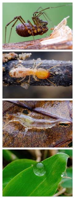 Softbox Diffusore Macro Gua'ge Grande - Pieghevole Per Fotografia Insetti E Fiori - Foto 5