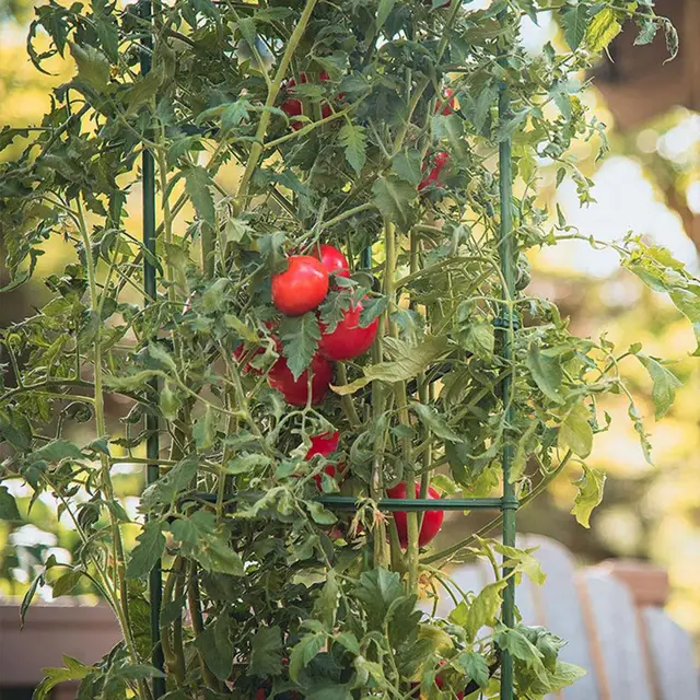 1 Beállított Gyakorlati Növényi Tartó Állvány Tartós Növénytámasz Keret Elleni Küzdelem Paradicsom Támogató Széles Alkalmazások