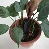 New Carbon Steel Willow Leaf Shovel Succulent Plants Planting Loose Soil Tool Outdoor Digging Shovel for Home Gardening Tools 3