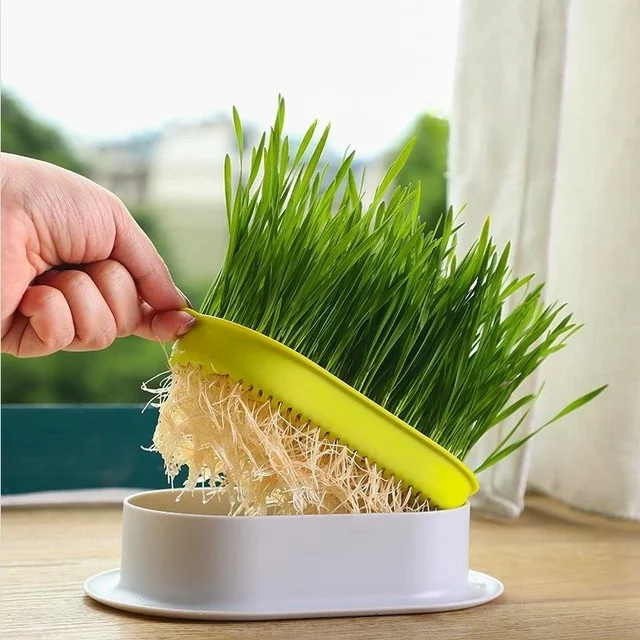Cat Snack Cat Mint Planting Hydroponic Box Cat Grass Pot Color Contrast Hydroponic Cat Grass Box Set Catgrass Planting Bowl 3