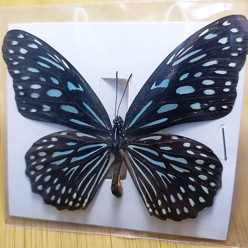 Butterfly insect specimens 38 real for living room home decoration collection art