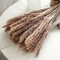 10 Pack Dried Reeds Natural Plants Small Pampas