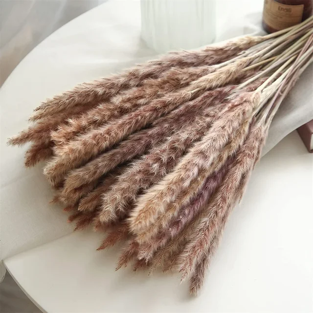 10 Pack Dried Reeds Natural Plants Small Pampas