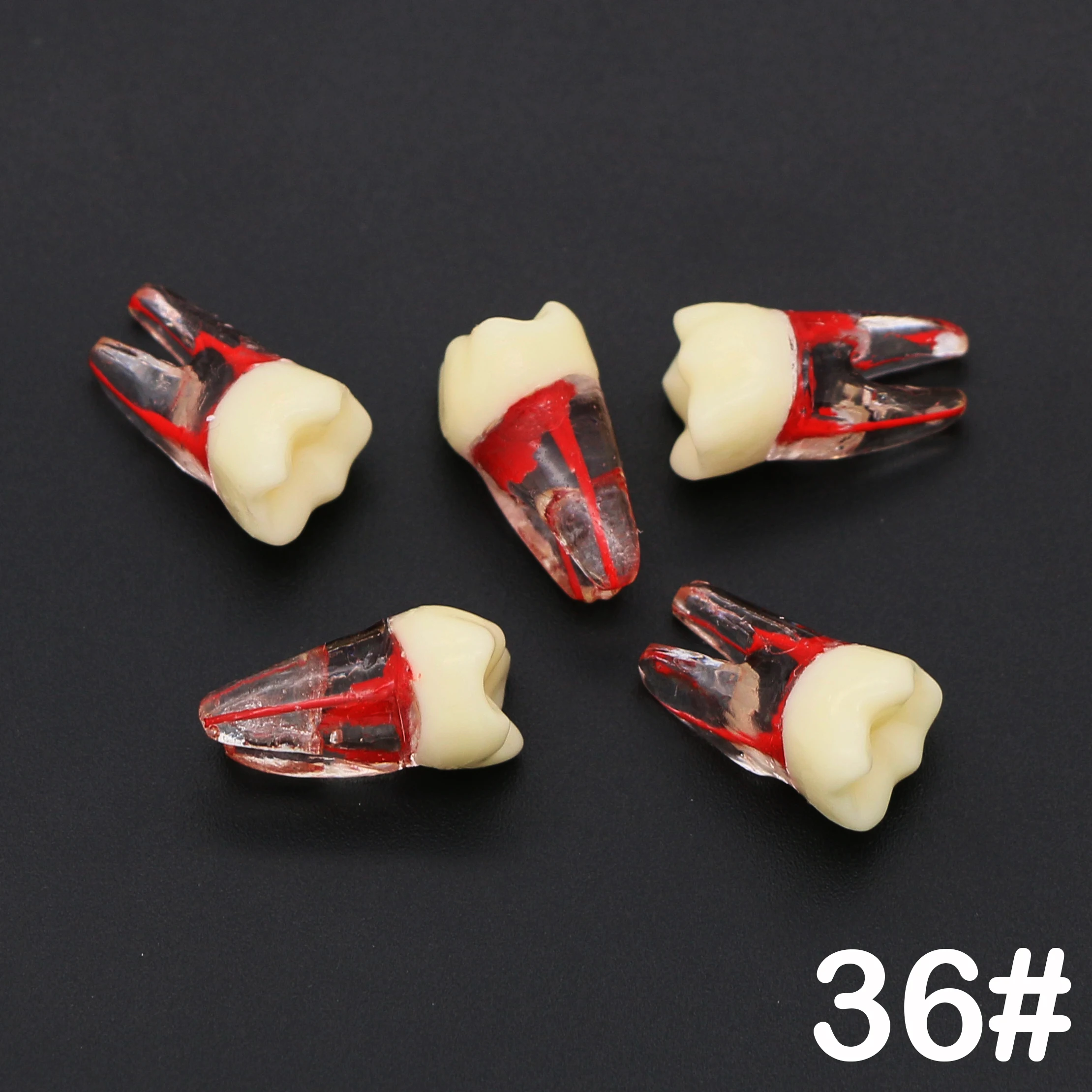

5Pcs Dental Endodontic Root Canal RCT Practice Pulp Cavity Endo Teeth Tooth 36#