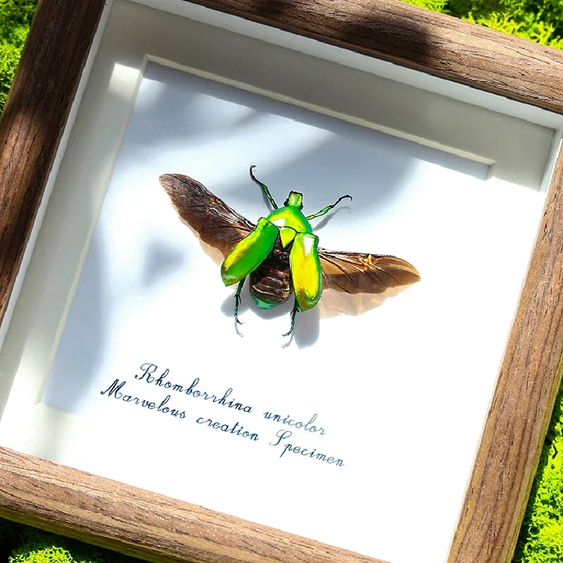 

2086 Insect Beetle Specimen Display Box Decorative Painting Desktop Ornaments Children Friend Originality True Insect Gift