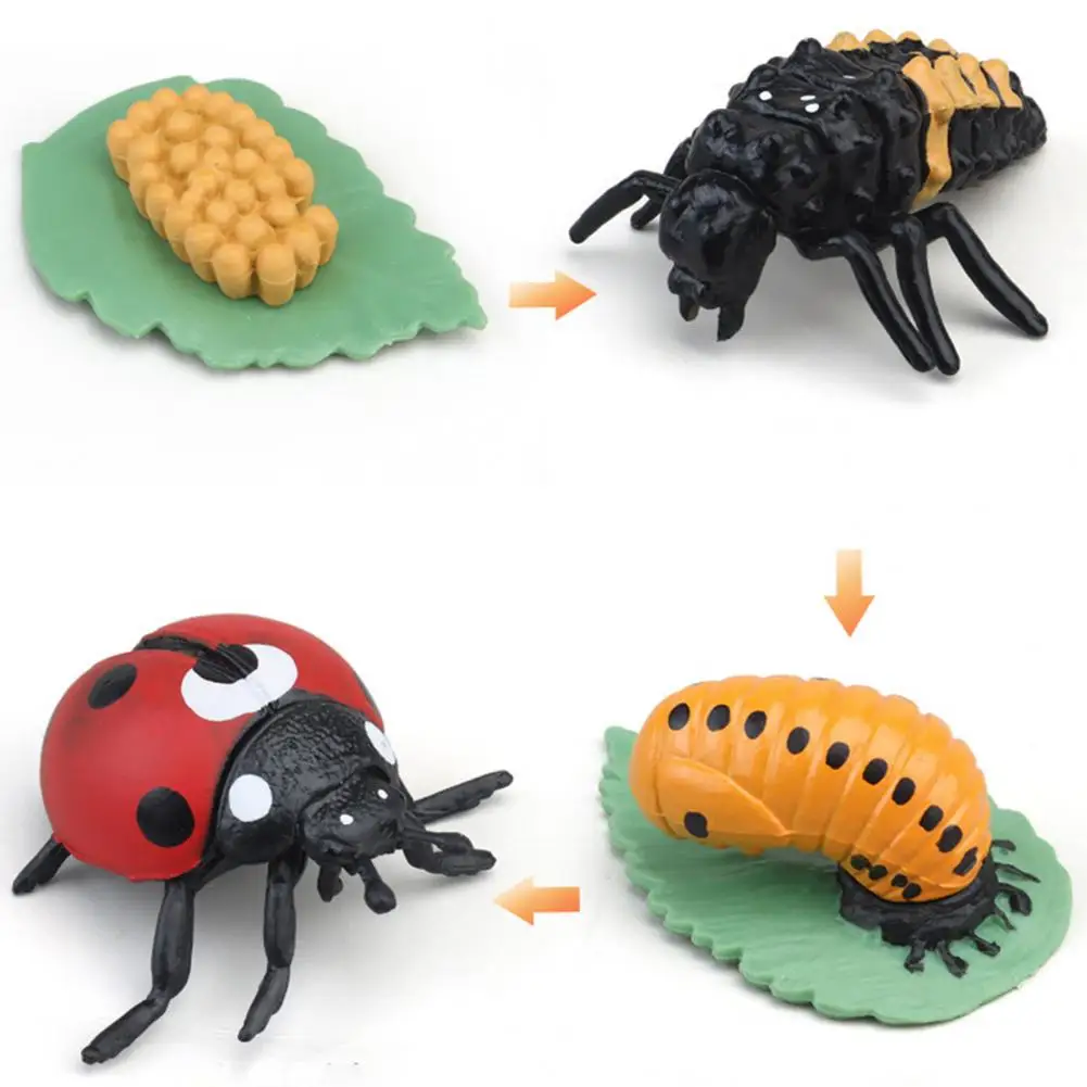 1 Box Animal Model Toy Frog Bee Panda Chick Butterfly Fish Plant Animal Figurines Life Cycle Learning Creative Kid Education Toy 6