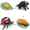 1 Box Animal Model Toy Frog Bee Panda Chick Butterfly Fish Plant Animal Figurines Life Cycle Learning Creative Kid Education Toy 6