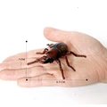 Unicorn beetle A
