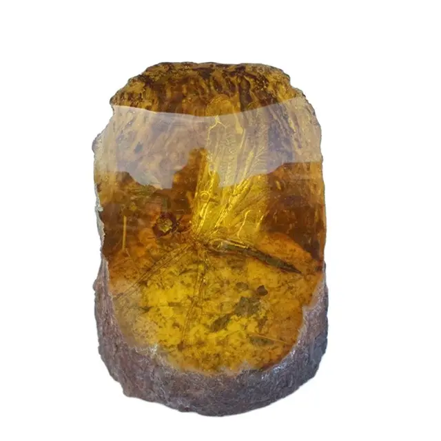 Amber Specimens: A Glimpse into Ancient Beauty