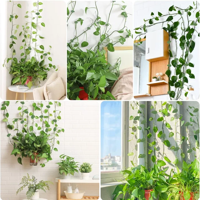 10 Darabos Növényi Rattan Hegymászó Rögzítő Klip Ön Tapadós Láthatatlan Multifunkció - Image 5