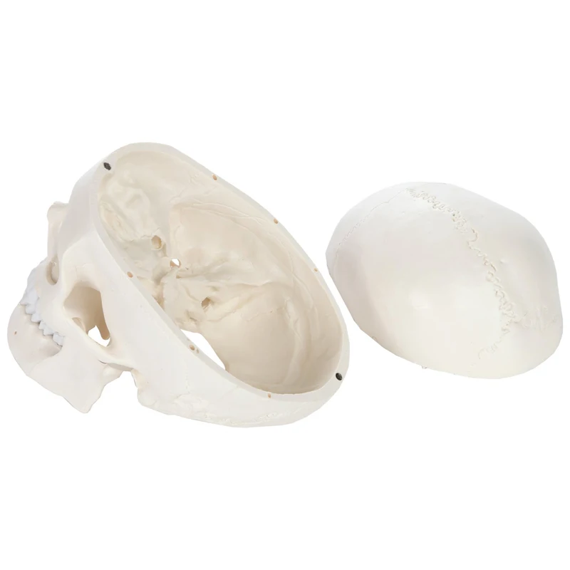 1:1 Human Skeleton Skull Anatomy Model Medical Science Teaching Resources