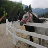 High Quality Vinyl Pvc Philippines Gates And Fences White Pvc Fence Competitive Price Pvc Fence For Horse 4