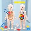 14-Piece Set Children's Science and Education Human Body Organ Model Assembled Early Education Toys 1