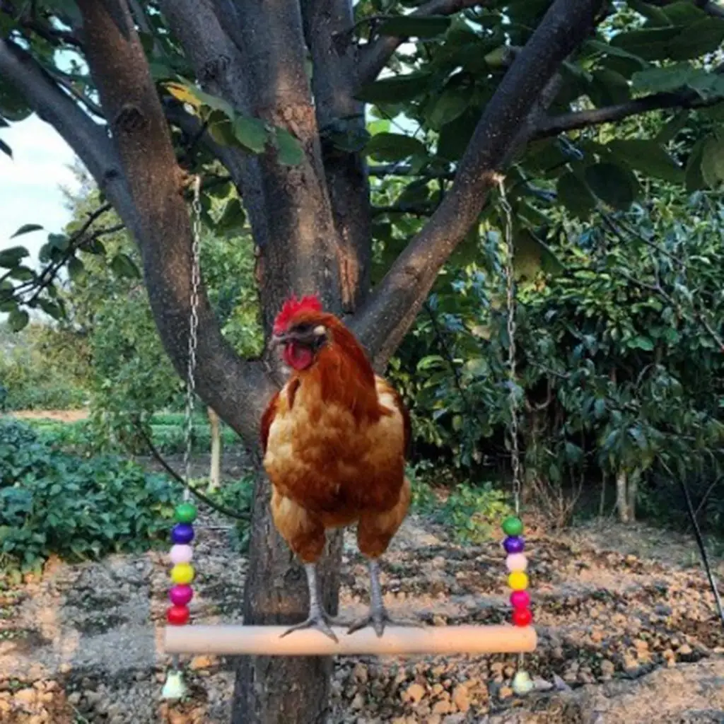 Chicken Swing Toy,Natural Wooden Chicken Perch for Hens Parrot Macaw Bird,Chicken Free Standing Swing -Chicken Coop Accessories Chicken Swing Toy,Natural Wooden Chicken Perch for Hens Parrot Macaw Bird,Chicken Free Standing Swing -Chicken Coop Accessories