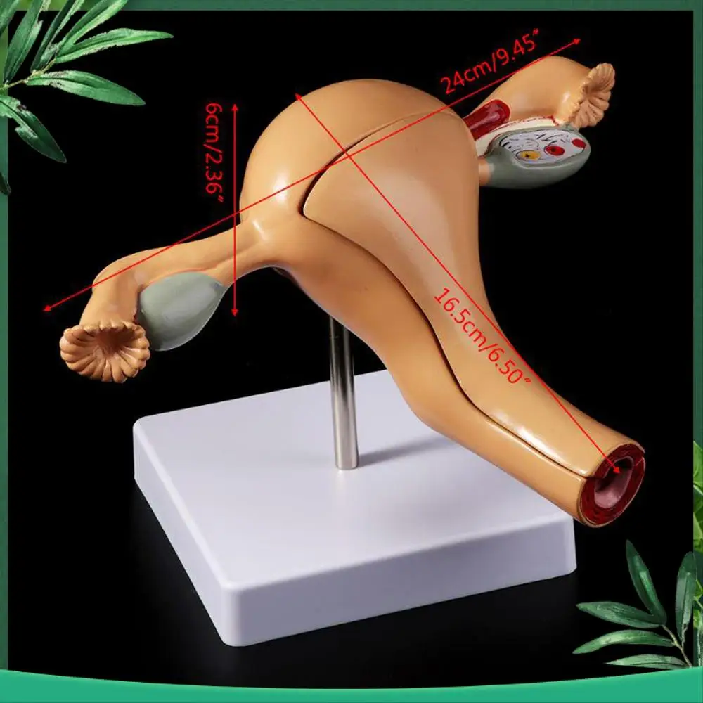 Female Reproductive Anatomy Model 1