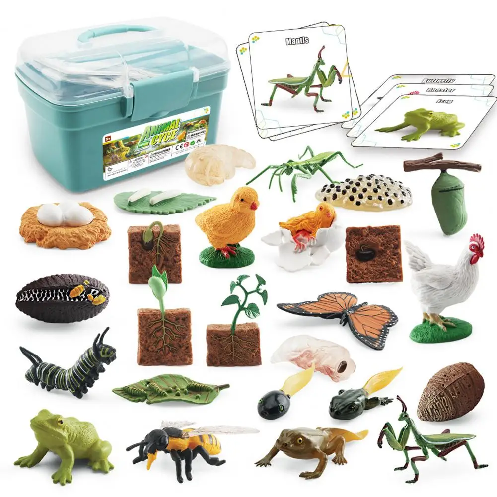 1 Set Life Cycle Learning Toys Frog Butterfly Chicken Mantis Bee Plants Educational Figurines for Kids 2