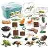 1 Set Life Cycle Learning Toys Frog Butterfly Chicken Mantis Bee Plants Educational Figurines for Kids 2