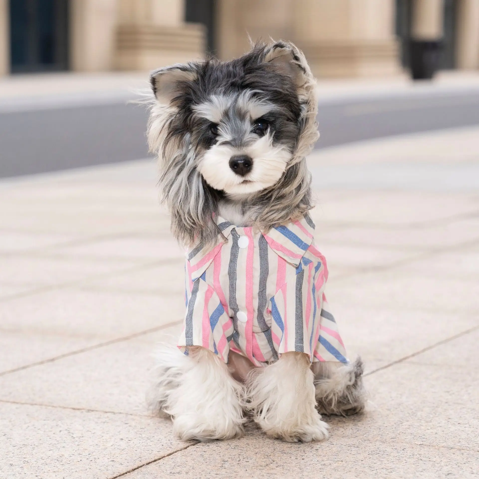T-shirt rayé en coton pour chien vêtement respirant pour chiot_voghion.com