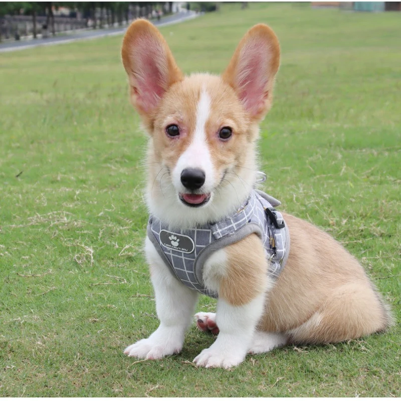 Reflective Mesh Pet Harness Breathable Summer Dog Vest Harness with 1.2M Leash for Small Dogs