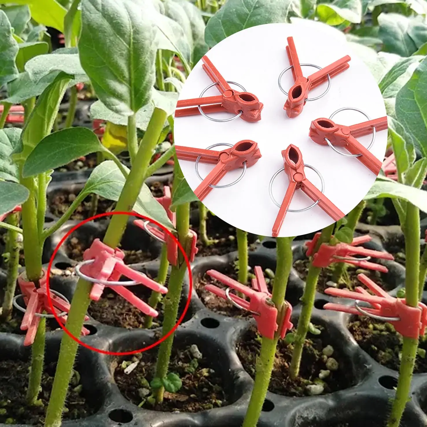 

Garden Tool Graft Clip Graft Clamp For Eggplant 50Pcs Stable Connection Versatile Ample Quantity Plastic Sturdy