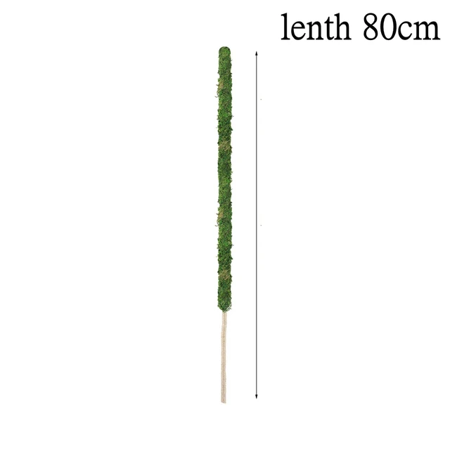 80cm