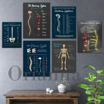 Nervous System Function Chart 1