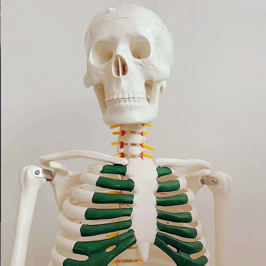 85cm Human Skeleton Model Anatomical Anatomy Adult Human Flexible Medical Anatomical Boneco Toy In Medical Science Lab Supplies