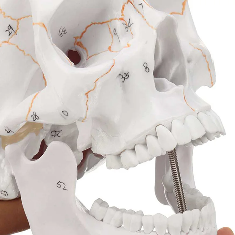 1:1 Lifesize Human Skeleton Skull Anatomy Model Medical Science Teaching Resources