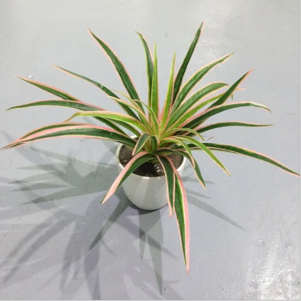 Artificial Chlorophytum Branches - Indoor Decorative Plastic Plants for Home Decor (Pot Not Included)