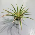 30 Leaves Pink