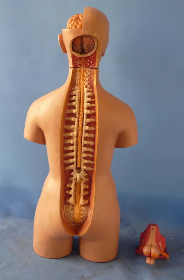 Human Torso Anatomy Model 3