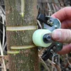 Adjustable Peeler Bark Ring Knife Tree Iron Manganese Steel Girdling for Garden Fruit 6