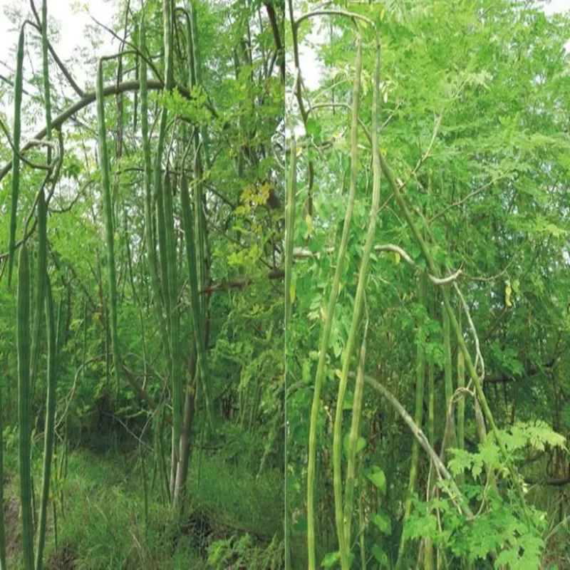 Рисунок 4 - Оптовая продажа, 100% натуральный Моринга, 50 шт