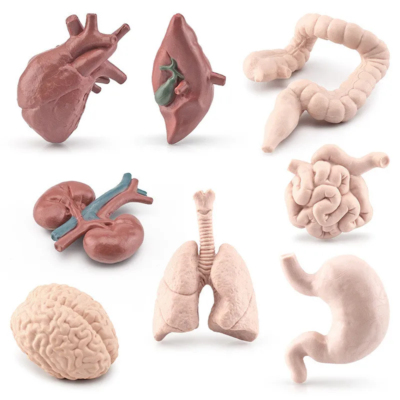 

8Pcs Human Torso Body Organ Miniature Anatomy Organs Model Education Montessori Cognitive Toy Kids Boy Girl Collection Figurines