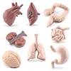 8Pcs Human Torso Body Organ Miniature Anatomy Organs Model Education Montessori Cognitive Toy Kids Boy Girl Collection Figurines 1